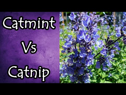 Catmint Vs Catnip and How to Tell the Difference