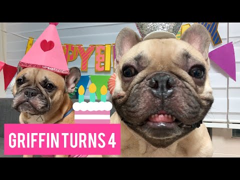 My French Bulldog's AWESOME Birthday Party 🎂
