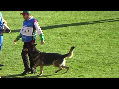 2019 WUSV IGP WM in Modena 98 MEX‐1 GILBERTO TREVINO FUERTE   CARTAGENA XEROX M C95 NQ