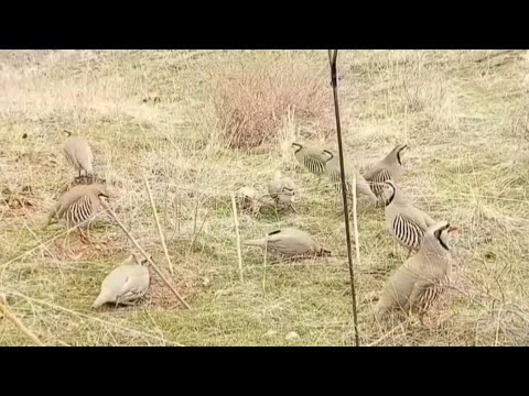 دام گذاشتن برای شکار کبک یا همان گرفتن کبک با تله.صید الحجل الفخ