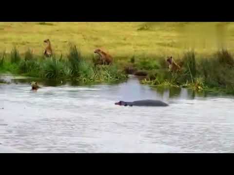 A group of hyenas hunting a hippo in the river and ended in shock