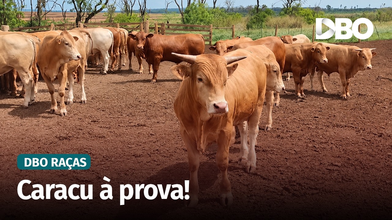 Caracu avança na seleção de touros com foco em ganho de peso