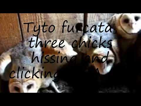 How to pronounce Tyto furcata, three chicks hissing and clicking, USA ogv in English?