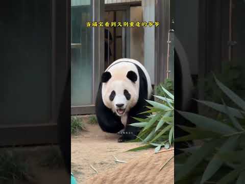 當福寶看到久別重逢的爺爺 當福寶，看到久別重逢的爺爺，福寶在想些什麼？ #大熊貓福寶 #福寶和爺爺 #福寶 #大熊貓 #來這吸熊貓