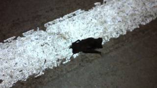 preview picture of video 'Rabid? Bat on Scottsdale's Bike Trail'