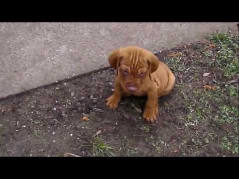 Magyar vizsla kölykök