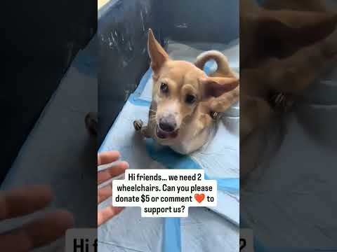 For any help consider donating link in bio to save a stray life in Los Angeles#usashorts#saveladogs