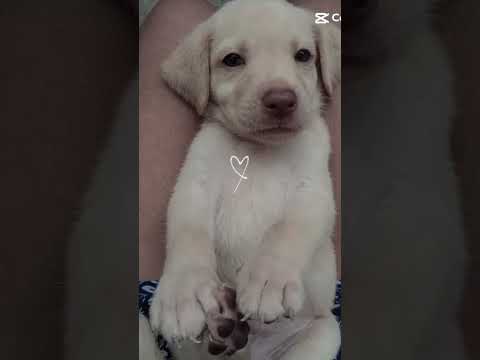 #summer #dogs cute nang bby dog ko🥰 pa like at subscribe po