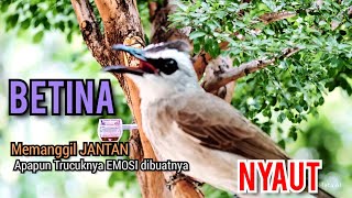 Download lagu TRUCUK BETINA Gacor memanggil JANTAN, trucuk MACET bunyi AUTO nyaut dibuatnya  mp3