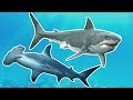 Sharks for Kids | Great White vs Hammerhead | Shark Week for Kids