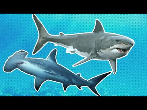 Sharks for Kids | Great White vs Hammerhead | Shark Week for Kids