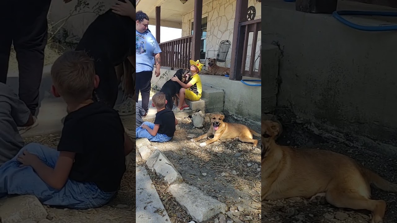 Enlarge Tiger Lily, a Adopted Shepherd in Winchester, VA video 5/6