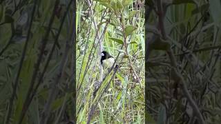 Papa capim, Coleiro baiano - Pássaro livre na natureza! #aves