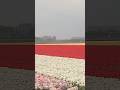 Tulip Field Netherlands Tulip Field Flowers Blumen Tulpen Holland Pflanzen Niederlande Nl