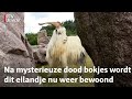 Er zijn twee nieuwe geitenbokjes aangekomen | RTV Utrecht