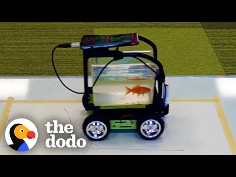 Clever Fish Drives a Tank on a Mission