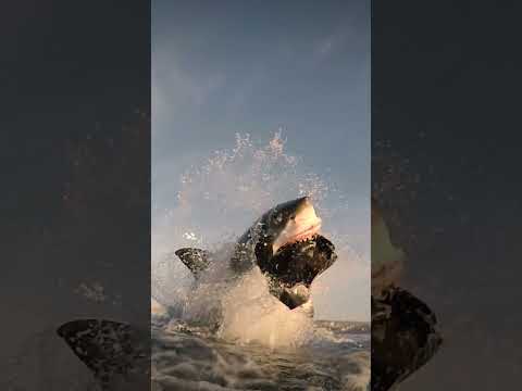 How did the cameraman keep this breaching great white shark in frame? #shark