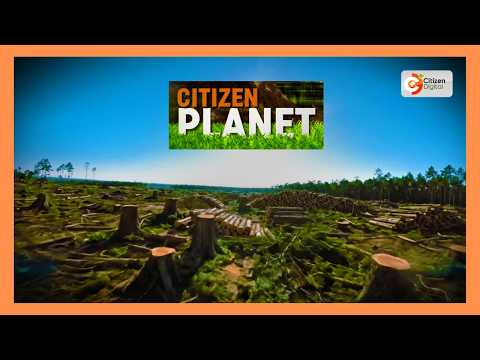 Saving Chepalungu Forest: KFS engages communities to restore Chepalungu Forest