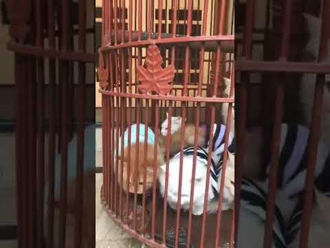 Adorable Cats Family || My Pets Love 💕 || Doaa’s Diary