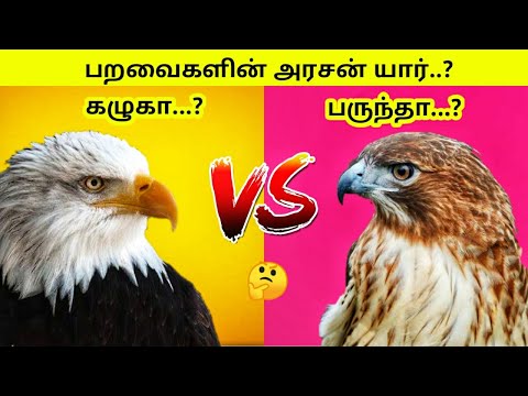 கழுகுக்கும் பருந்துக்கும் என்ன வித்தியாசம் இதுவரை தெரியாத தகவல்|Eagle Vs hawk|பருந்து&கழுகு வாழ்க்கை