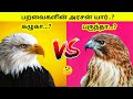 கழுகுக்கும் பருந்துக்கும் என்ன வித்�
