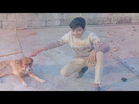 Hashim Ny Dog Ko Gomaya 🥰😍🤣 Hashim Ki Larai Ho Gai 🤬🤬😡