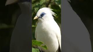 Download lagu Jalak Bali: Permata Putih Indonesia 🐦 #Bali #SatwaLiar mp3