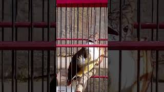 Download lagu cak jenggot betina #cucakjenggot #cucakjenggotgacor #ciblekgunungngebren #sirtujantan mp3