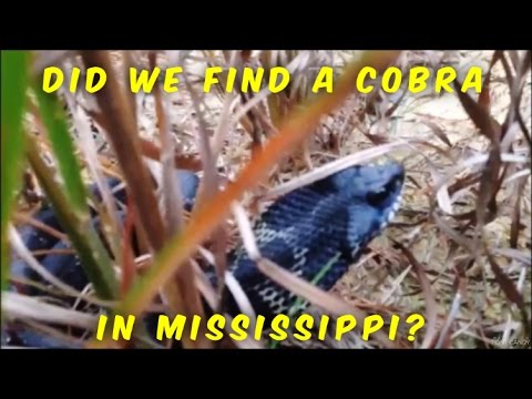 Arrowhead Hunting - Base Camp Alpha, An Incredible Gift Package and a Cobra in Mississippi? Video