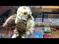 Hoots The Owl Sings The Middle Of The Night Whisper Song