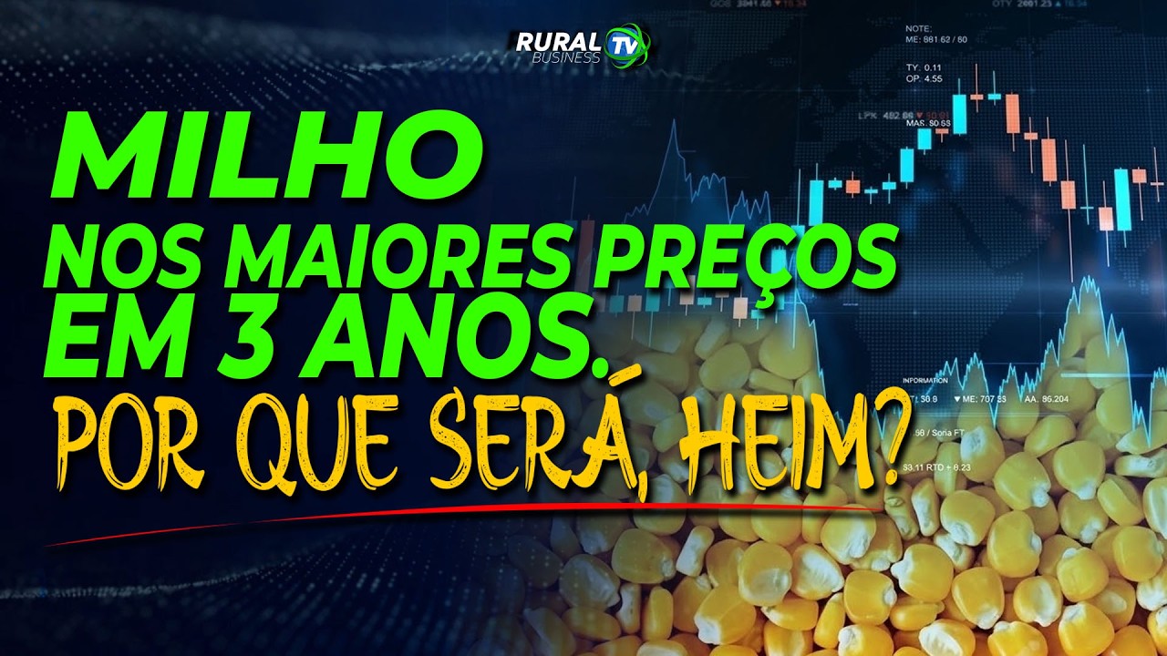 MILHO NOS MAIORES PREÇOS EM 3 ANOS. POR QUE SERÁ, HEIN?