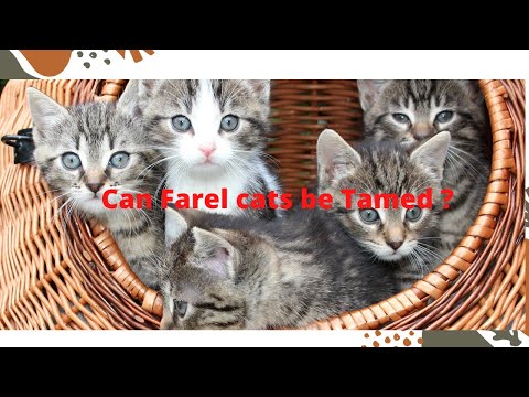 Can Feral Cats Be Tamed ?