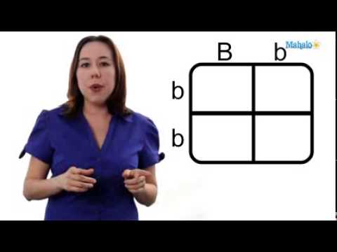 Ged Science Unit 4 5 Using A Punnett Square
