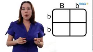 GED Science Unit 4.5: Using a Punnett Square