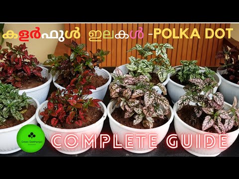 Polka Dot plant, How to grow polka dot plant , Care and propagation Malayalam