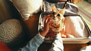 Purina Pro Plan Alcanza lo Excepcional – 2026 Brand Spotlight