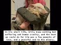 Piglets Left to Starve and Rot on Free Range Local Norfolk Farm