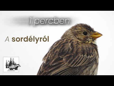 Sordély