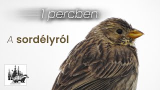 Sordély bemutatása – fajismertető videó