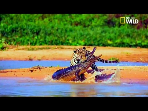 Vidéo Rare !! Un jaguar attaque un caïman