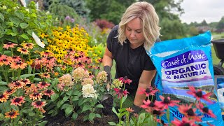 Proven Winners Tiny Quick Fire & Fire Light Tidbit. Planting Compact Hydrangeas