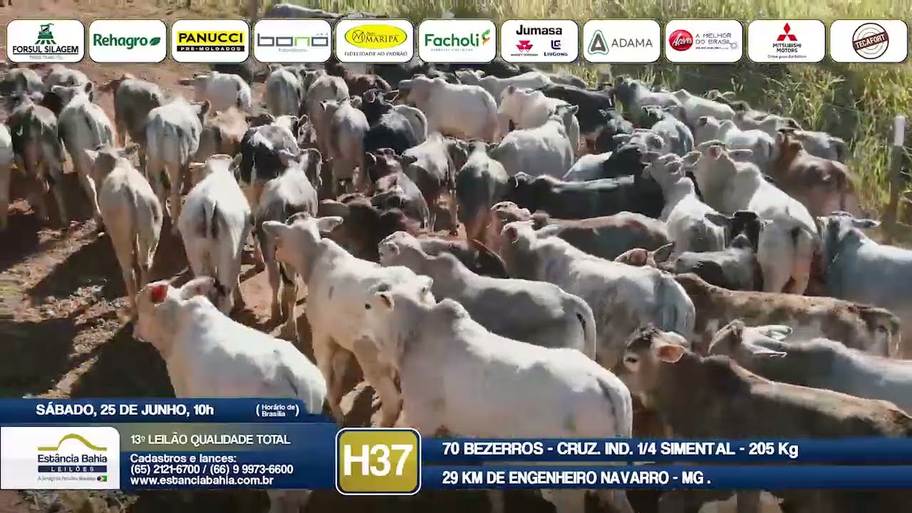 Vídeo LOTE H37 - 13º Leilão Qualidade Total 2022