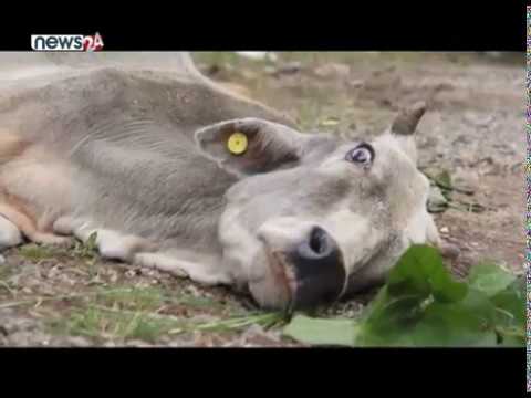 गौहत्या प्रकरणमा सरकारको चासो, छानविनका लागि समिति गठन - NEWS24 TV