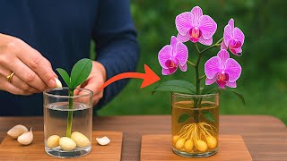 Incredible Fact: Orchids take root and grow super fast with just 1 clove of garlic.