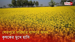 শেরপুরে সরিষার বাম্পার ফলন, কৃষকের মুখে হাসি