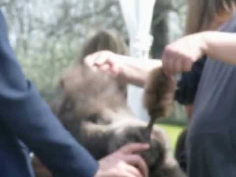 Aux Yeux Noirs Hakima