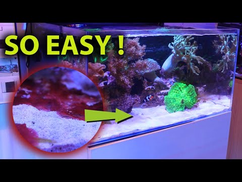 EASY trick to get rid of red cyano slime algae once and for all !