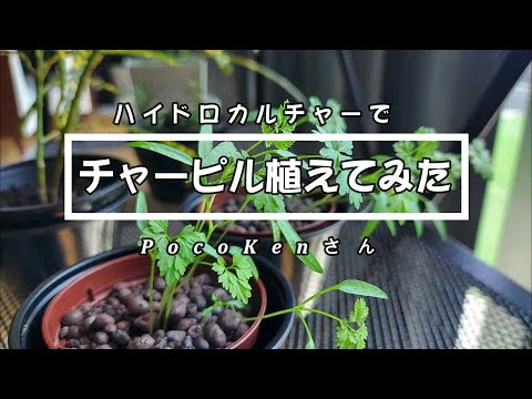 犬チャービル 植物