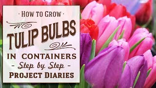 ★ How to: Grow Tulip Bulbs in Containers (A Complete Step by Step Guide)