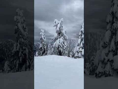 These trees look crazy👀